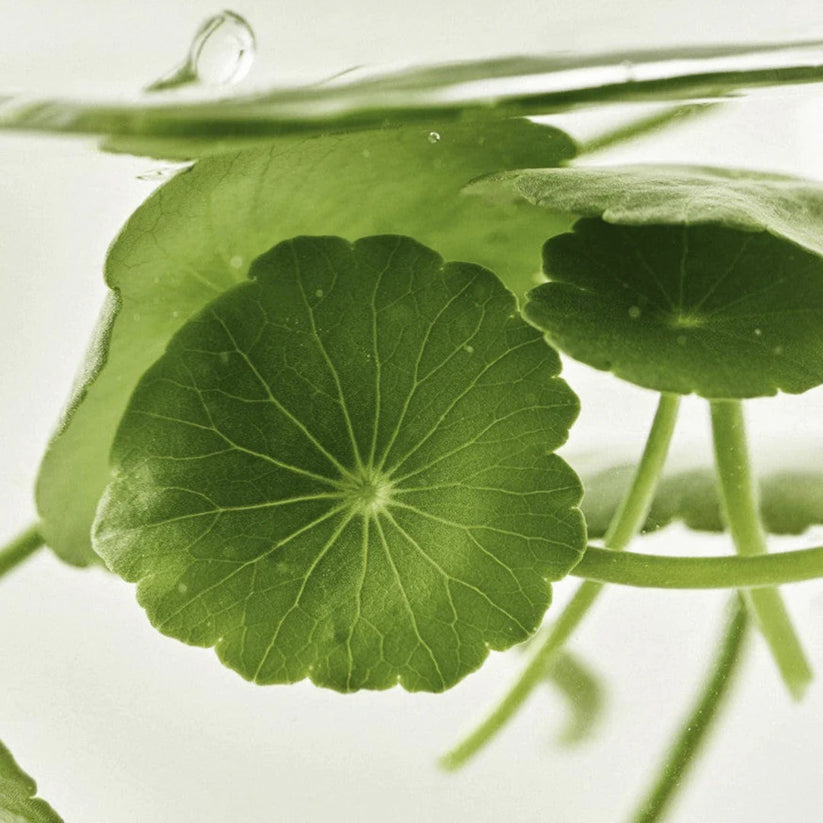 Light On Serum : Centella + Vitamin C